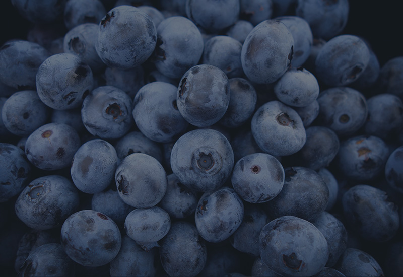 portfolio-sa360-800×550-blueberries